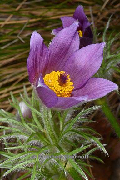 pulsatilla vulgaris 3 graphic